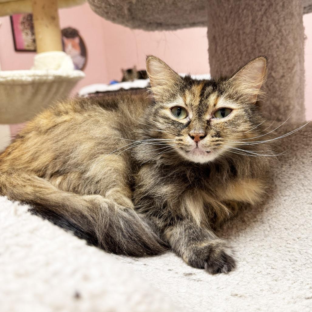 Jess, a Adoptable Domestic Long Hair in Mount Juliet, TN image 2/2
