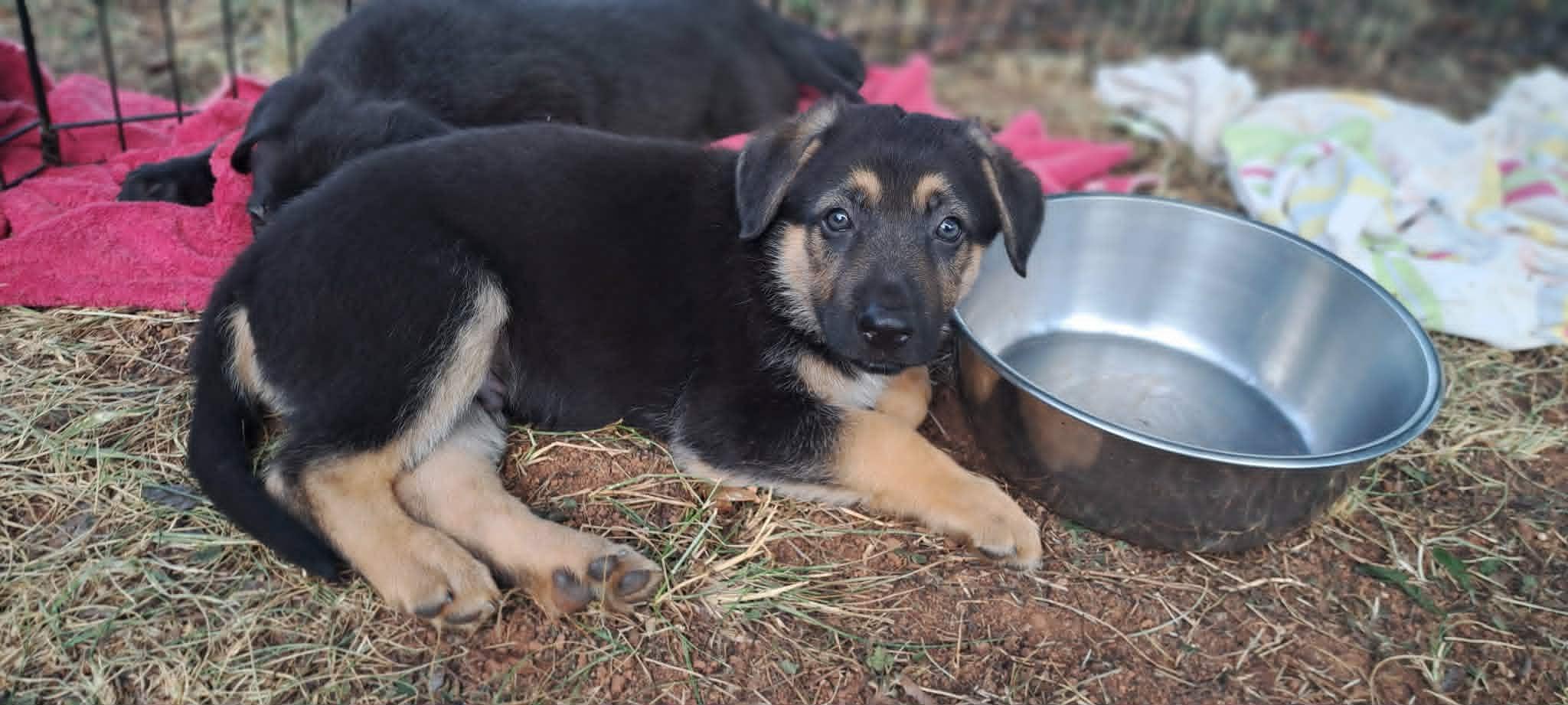 Rowan, a Adoptable German Shepherd Dog in Winston-Salem, NC image 5/6