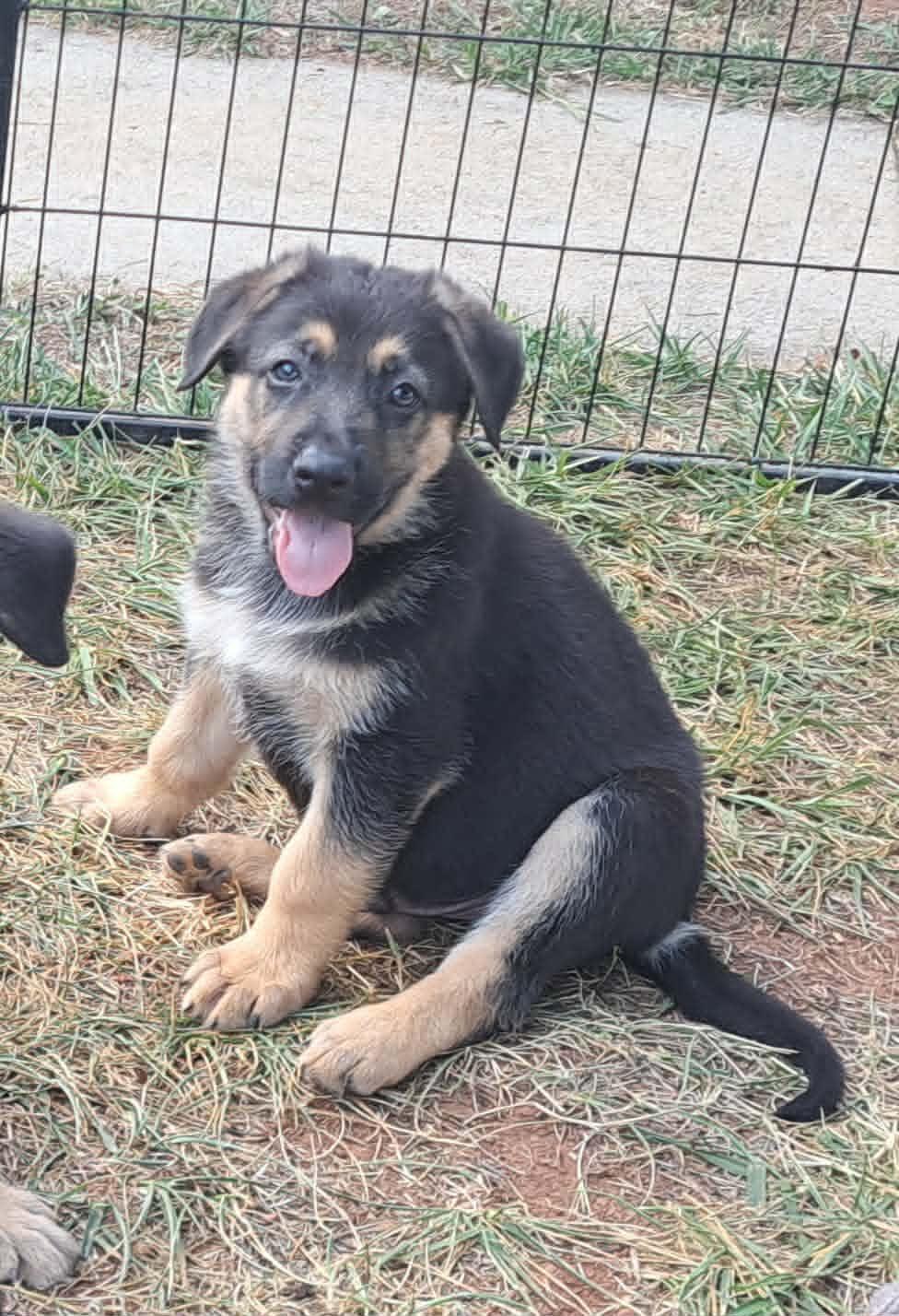 Rowan, a Adoptable German Shepherd Dog in Winston-Salem, NC image 1/6