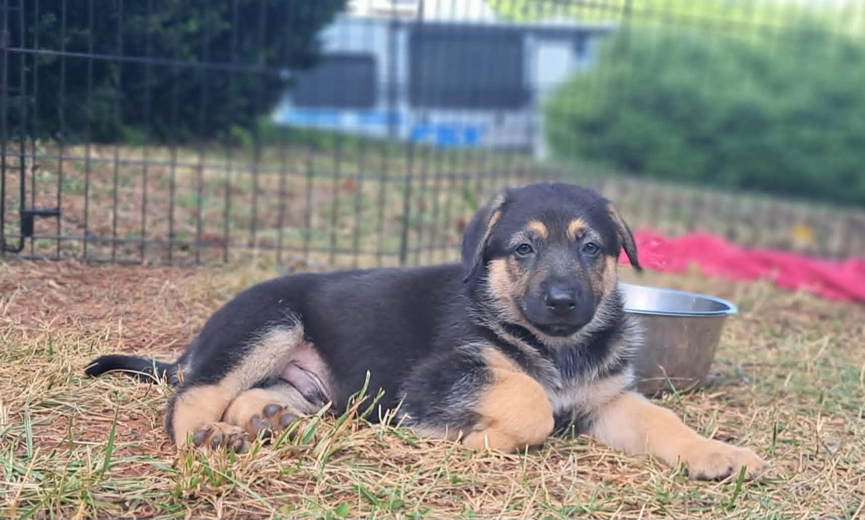 Rowan, a Adoptable German Shepherd Dog in Winston-Salem, NC image 2/6