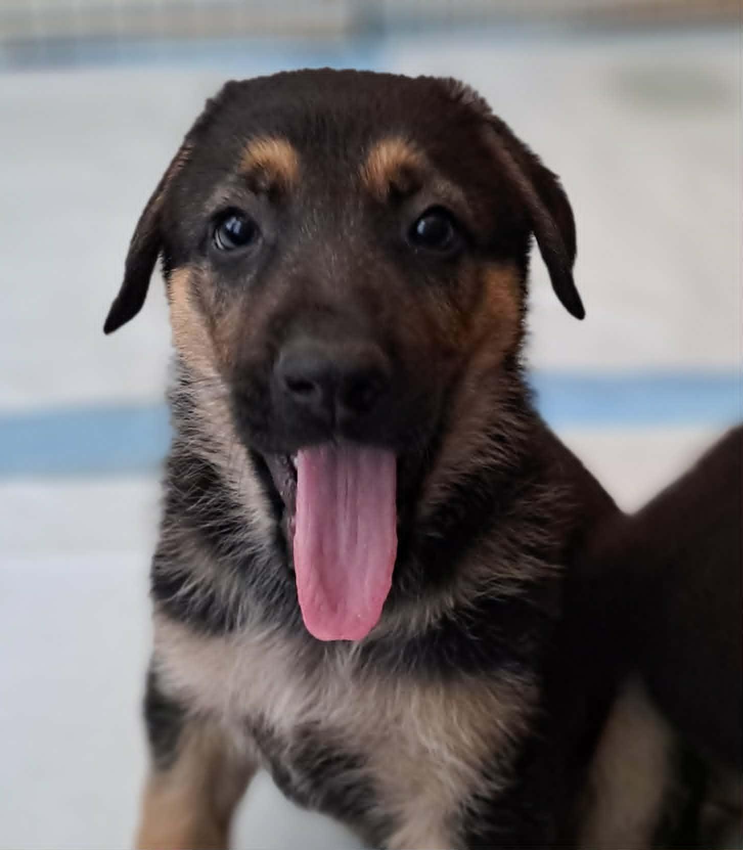 Rowan, a Adoptable German Shepherd Dog in Winston-Salem, NC image 4/6