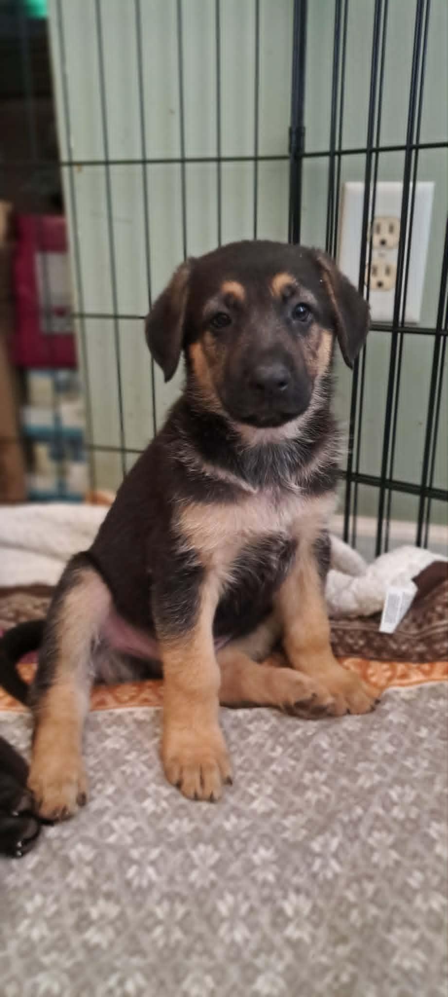 Rowan, a Adoptable German Shepherd Dog in Winston-Salem, NC image 3/6