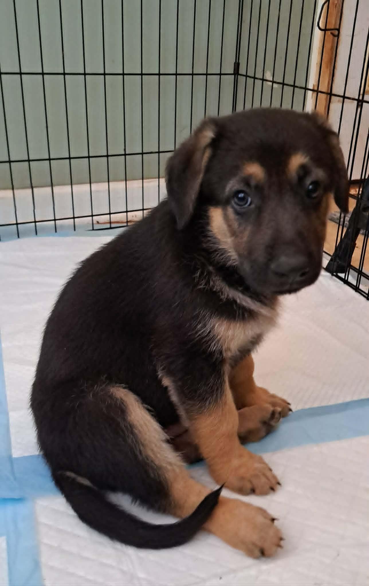Rowan, a Adoptable German Shepherd Dog in Winston-Salem, NC image 6/6