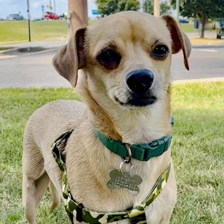 Chico
