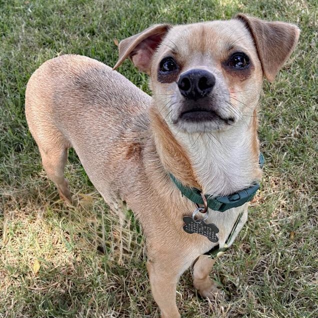 Chico