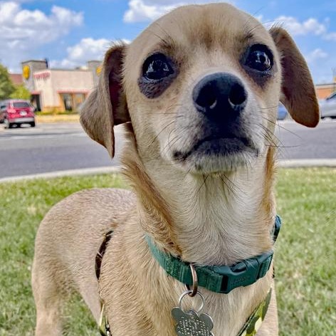 Chico