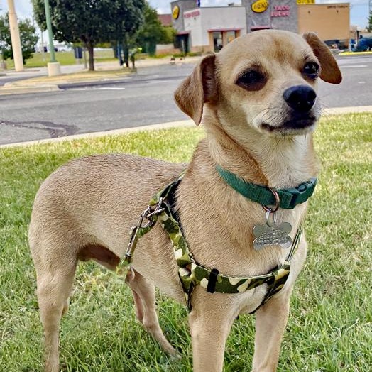 Chico