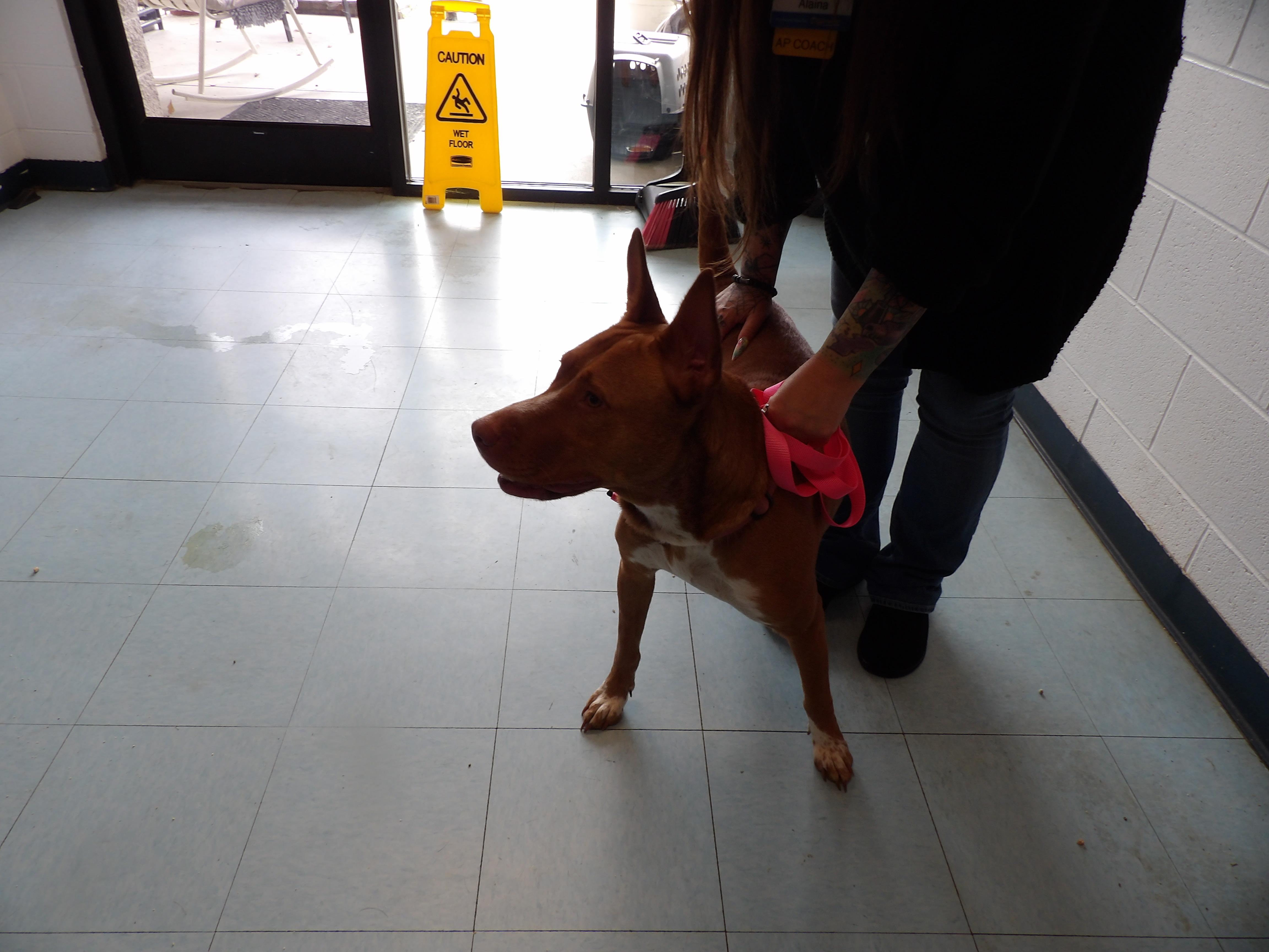 Enlarge Alaina, an adopted mixed breed in Dublin, VA image 1/1