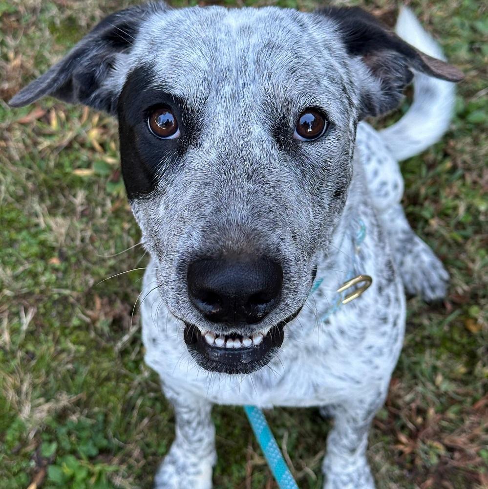 Danica, a Adoptable mixed breed in London, ON image 2/5