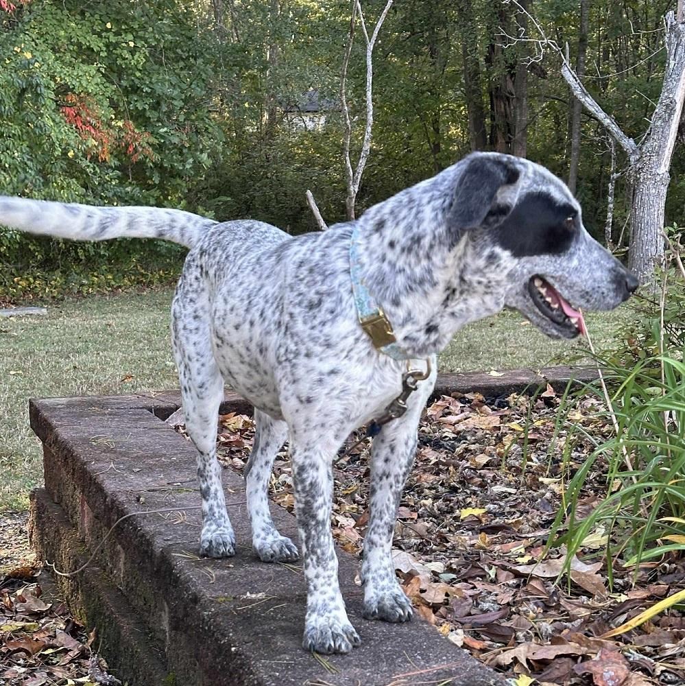 Danica, a Adoptable mixed breed in London, ON image 3/5