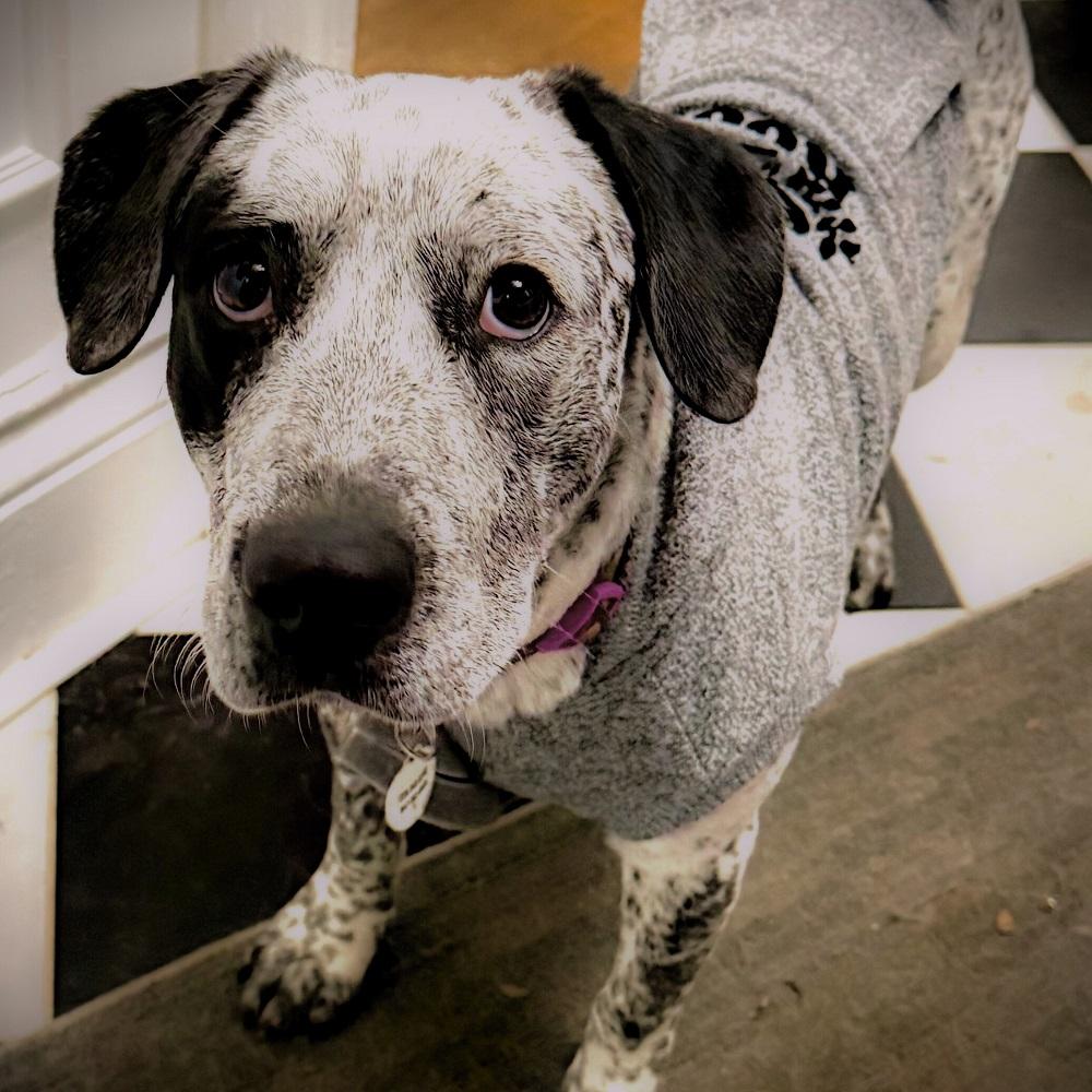 Danica, a Adoptable mixed breed in London, ON image 4/5