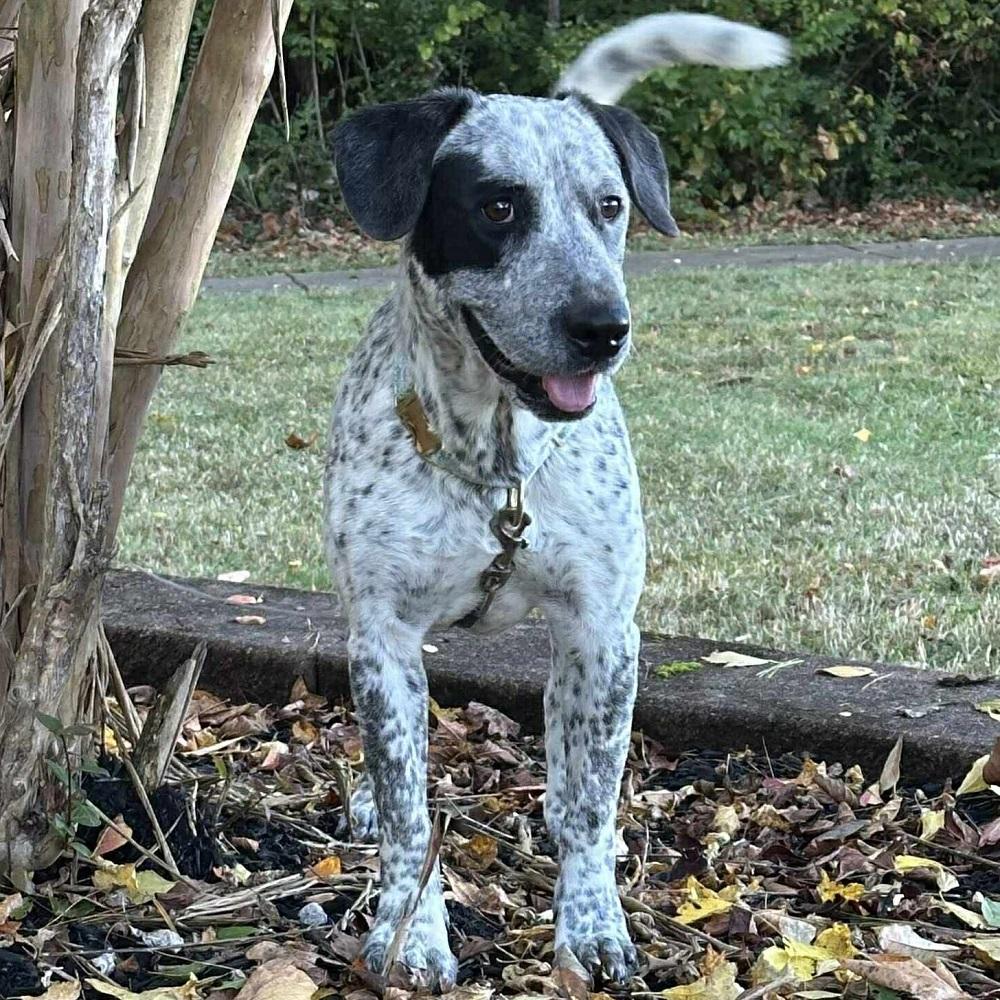 Danica, Adoptable, Young Female Australian Cattle Dog / Blue Heeler & Black Labrador Retriever.