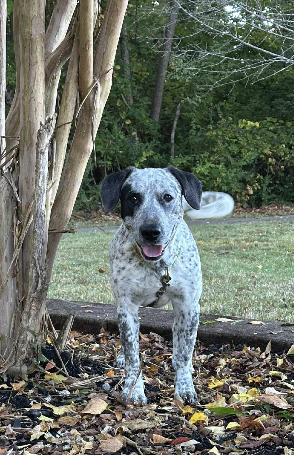 Danica, a Adoptable mixed breed in London, ON image 5/5