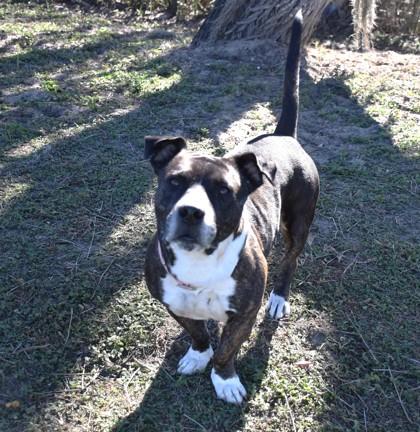 Doodie, ADOPTABLE, Adult Male American Staffordshire Terrier & Staffordshire Bull Terrier.