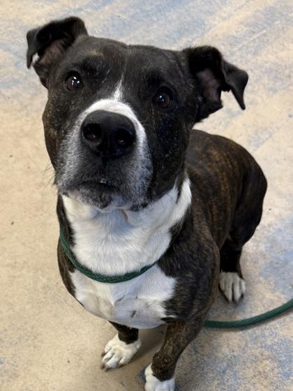 Enlarge Doodie, a ADOPTABLE mixed breed in Inverness, FL image 2/2