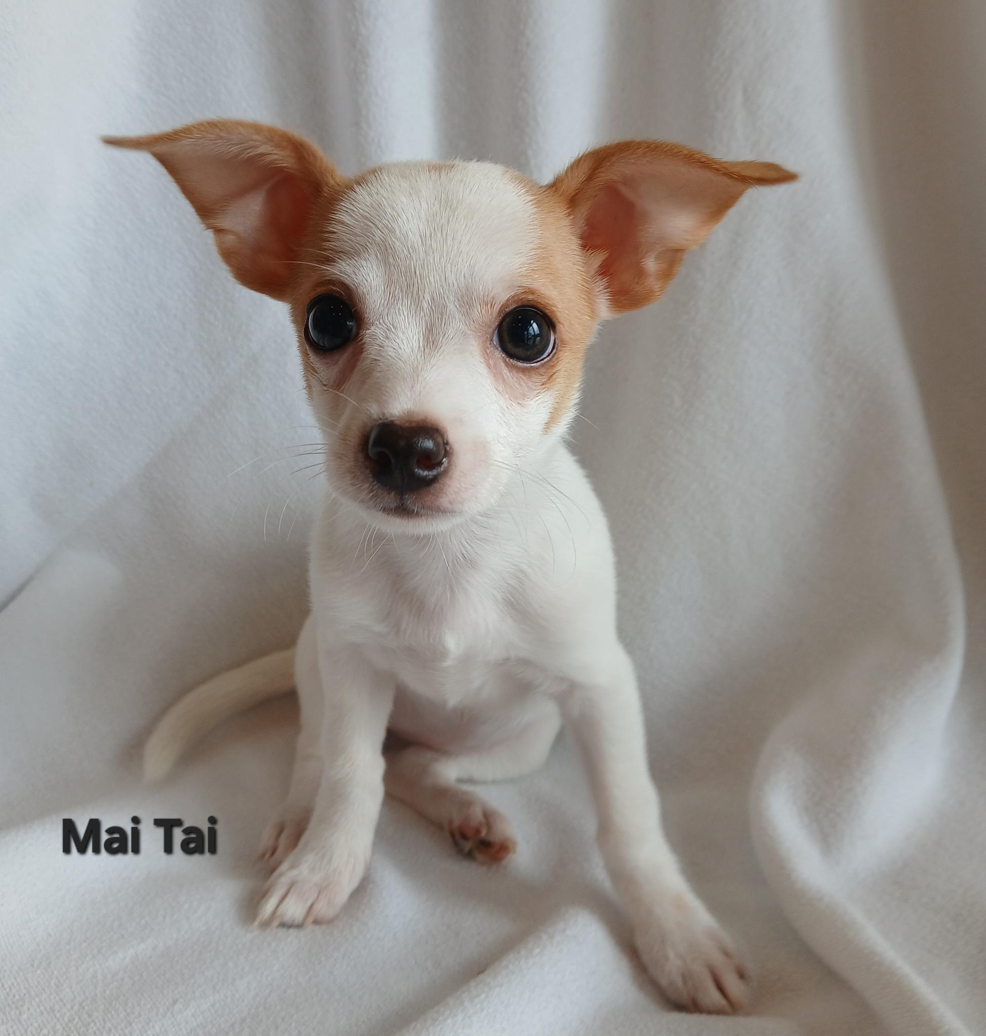 Mai Tai