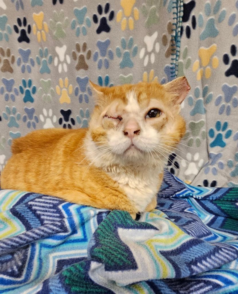 Tommyboy, a Adoptable mixed breed in Wabash, IN image 1/4