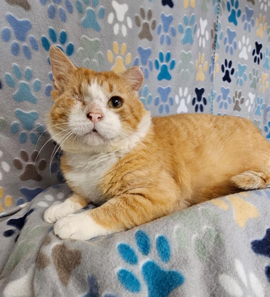 Tommyboy, a Adoptable mixed breed in Wabash, IN image 3/4