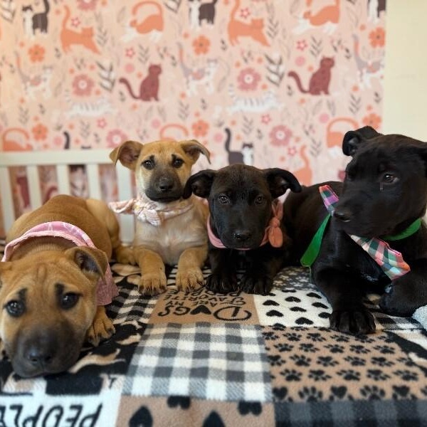 May Bandera — thumbnail 4