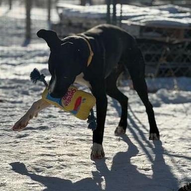 Enlarge Kayce, an adoptable mixed breed in Driggs, ID image 3/4