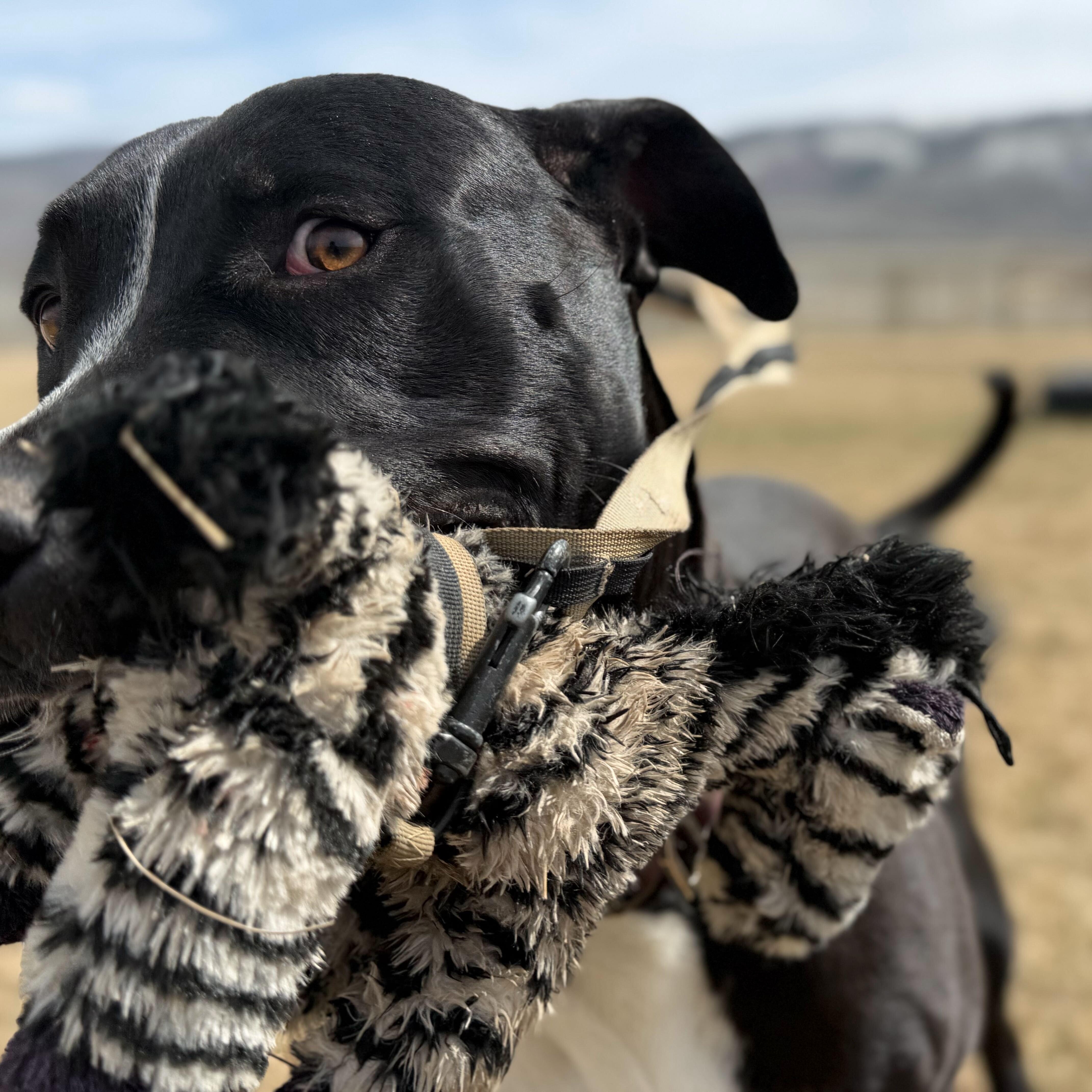 Kayce, adoptable, Young Male Great Dane & American Bully.