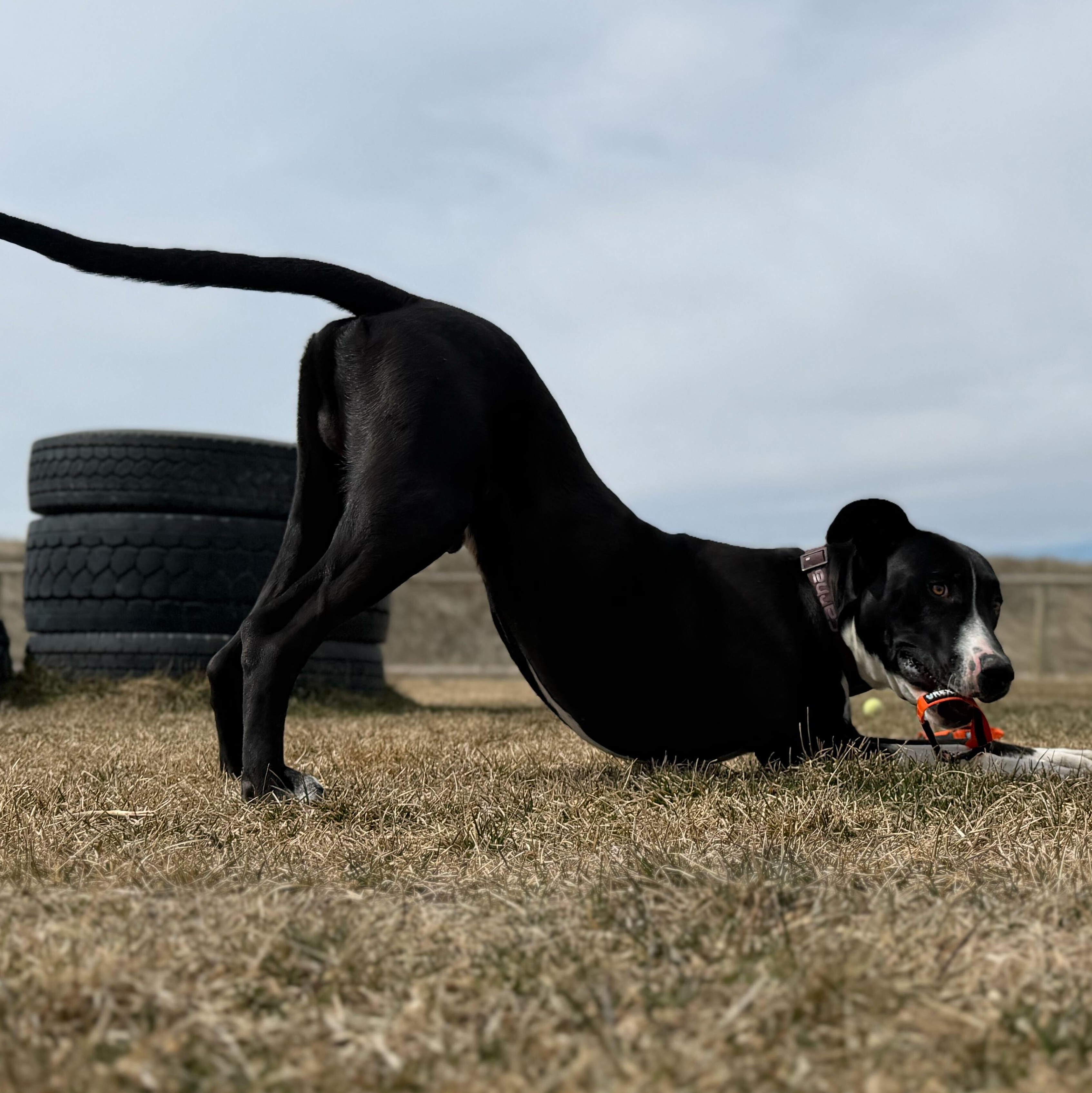 Enlarge Kayce, an adoptable mixed breed in Driggs, ID image 4/4