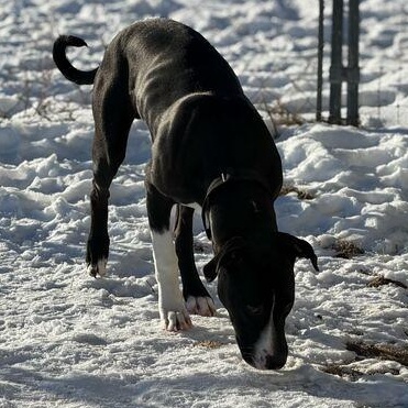 Kayce, ADOPTABLE, Puppy Male Great Dane & American Bully.