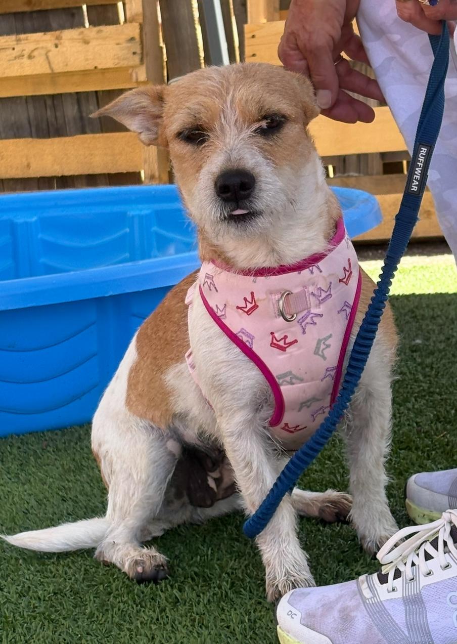 Dora, a Adoptable mixed breed in Longmont, CO image 2/2