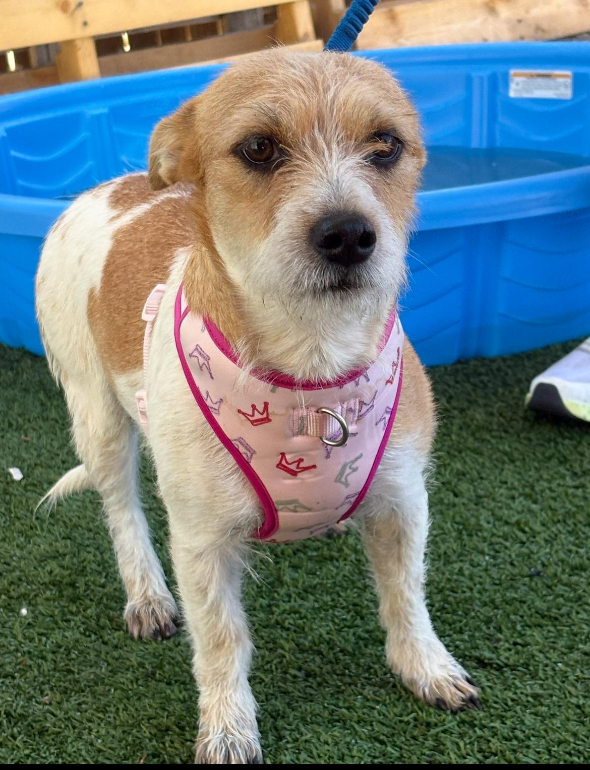 Dora, Adoptable, Adult Female Terrier.
