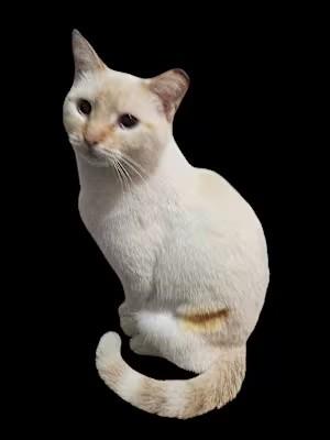 Enlarge Ronni, a Adoptable mixed breed in Richardson, TX image 2/2