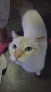 Enlarge Ronni, a Adoptable mixed breed in Richardson, TX image 1/2