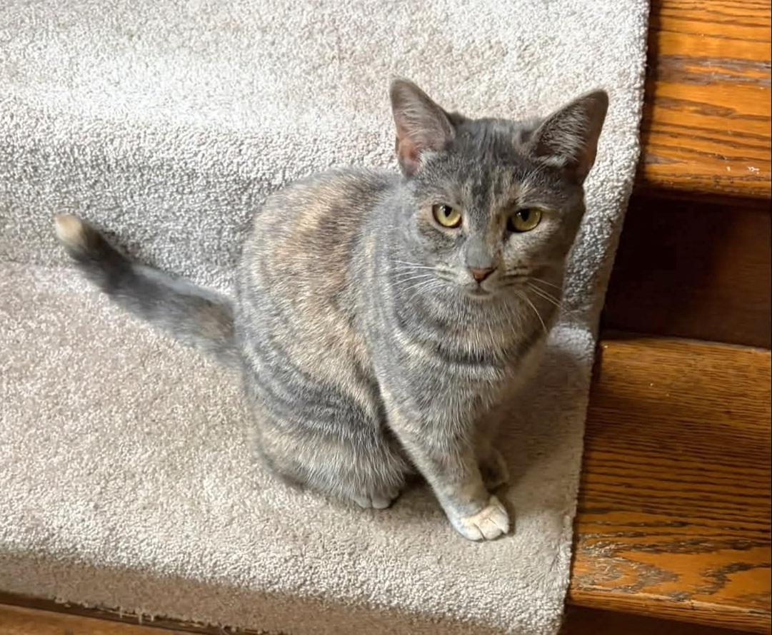 Mille & Daisy, Adoptable, Adult Female Domestic Short Hair.
