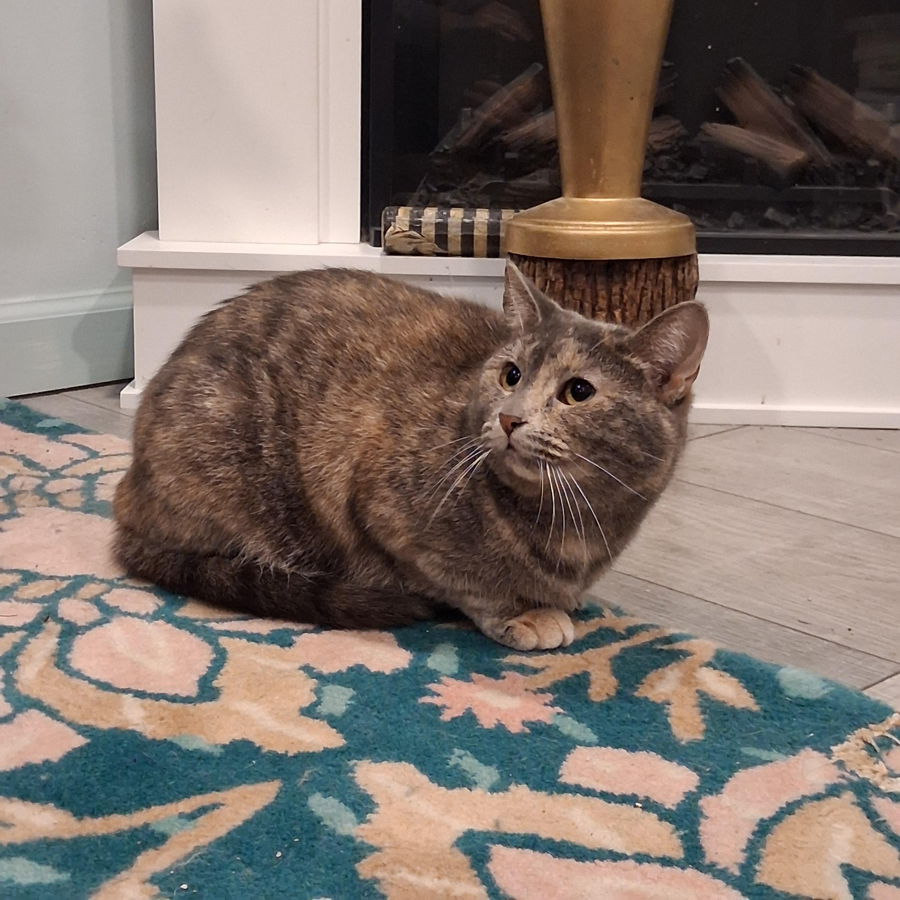 Enlarge Mille & Daisy, a Adoptable Domestic Short Hair in Pittsburgh, PA image 2/5