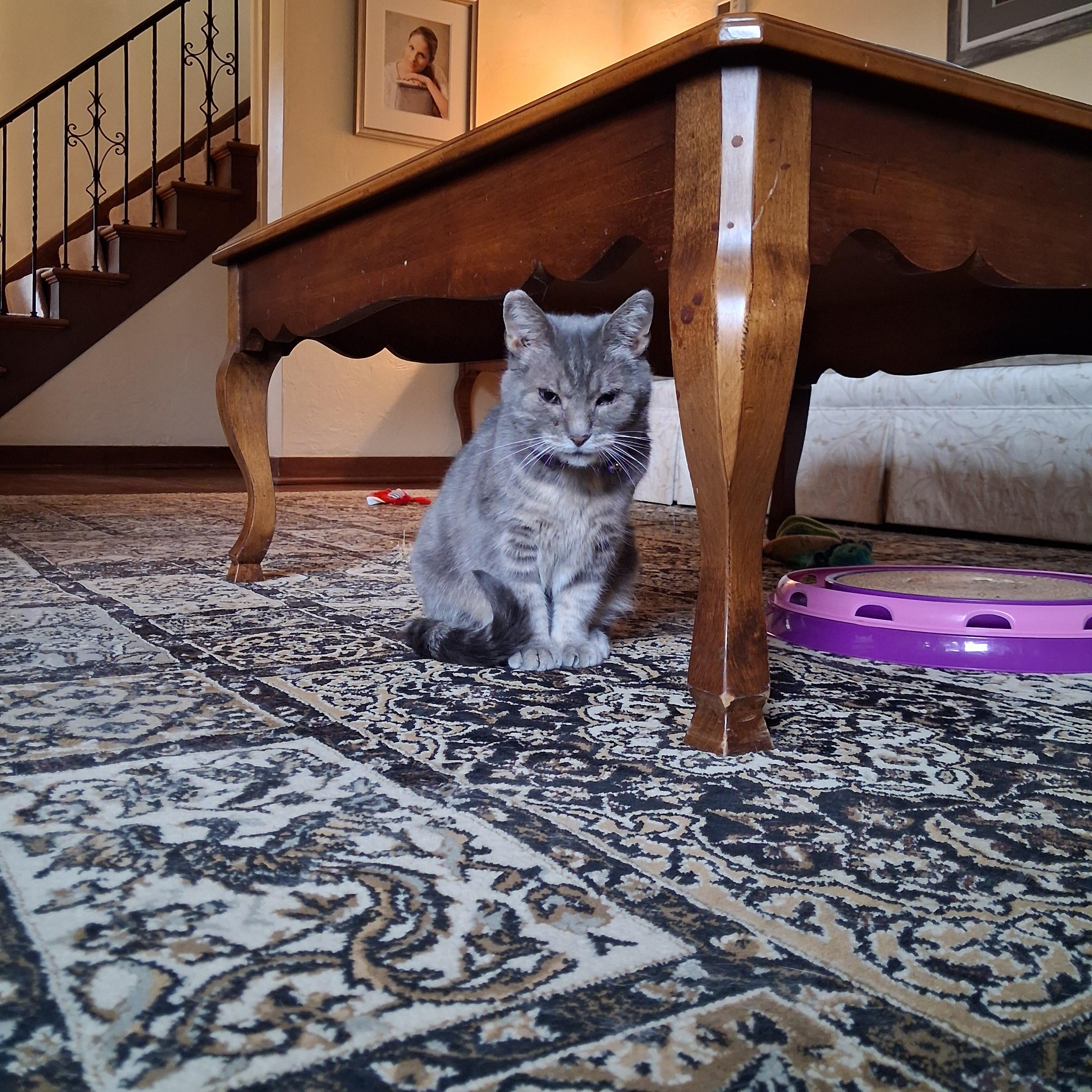 Enlarge Mille & Daisy, a Adoptable Domestic Short Hair in Pittsburgh, PA image 5/5