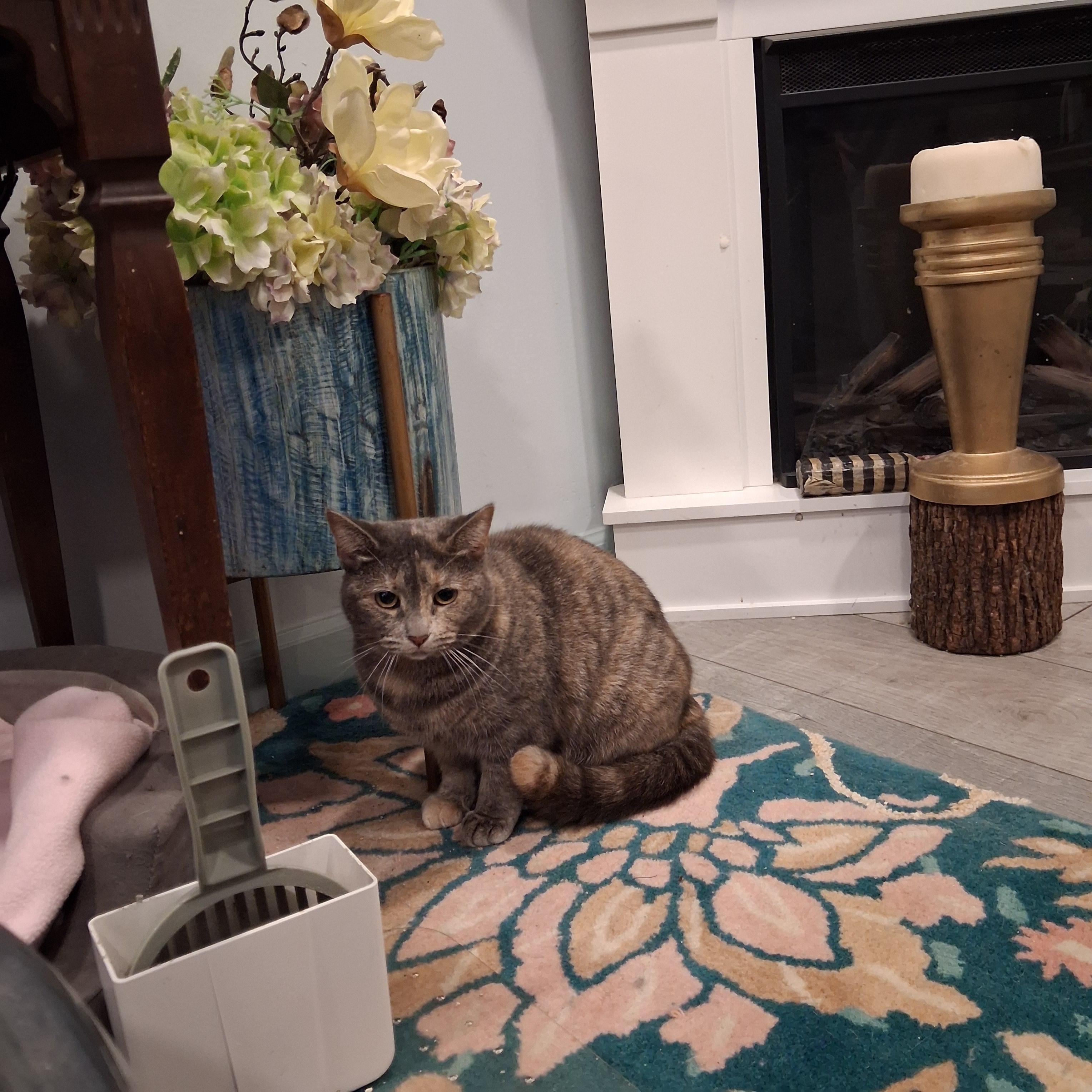 Enlarge Mille & Daisy, a Adoptable Domestic Short Hair in Pittsburgh, PA image 3/5