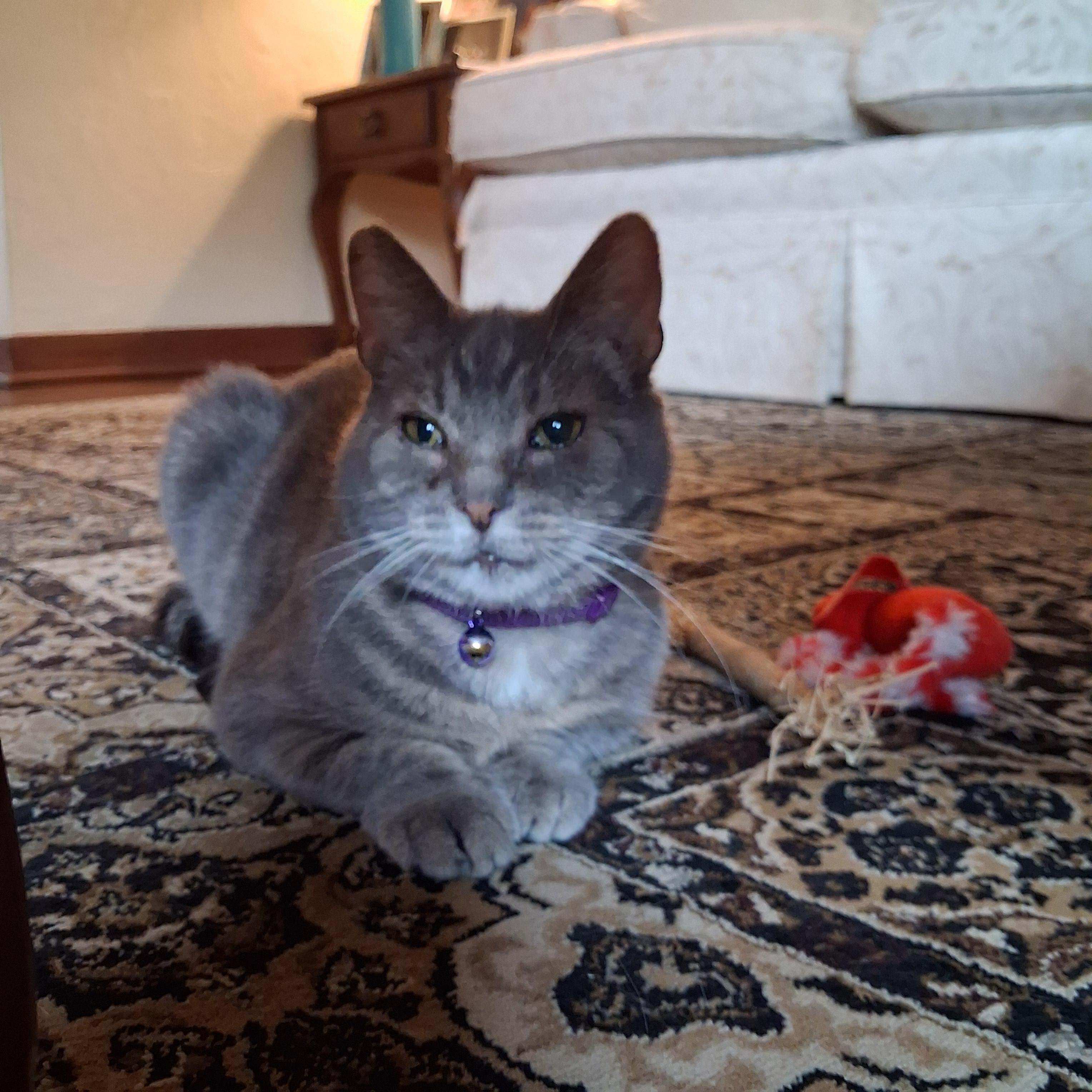 Enlarge Mille & Daisy, a Adoptable Domestic Short Hair in Pittsburgh, PA image 4/5