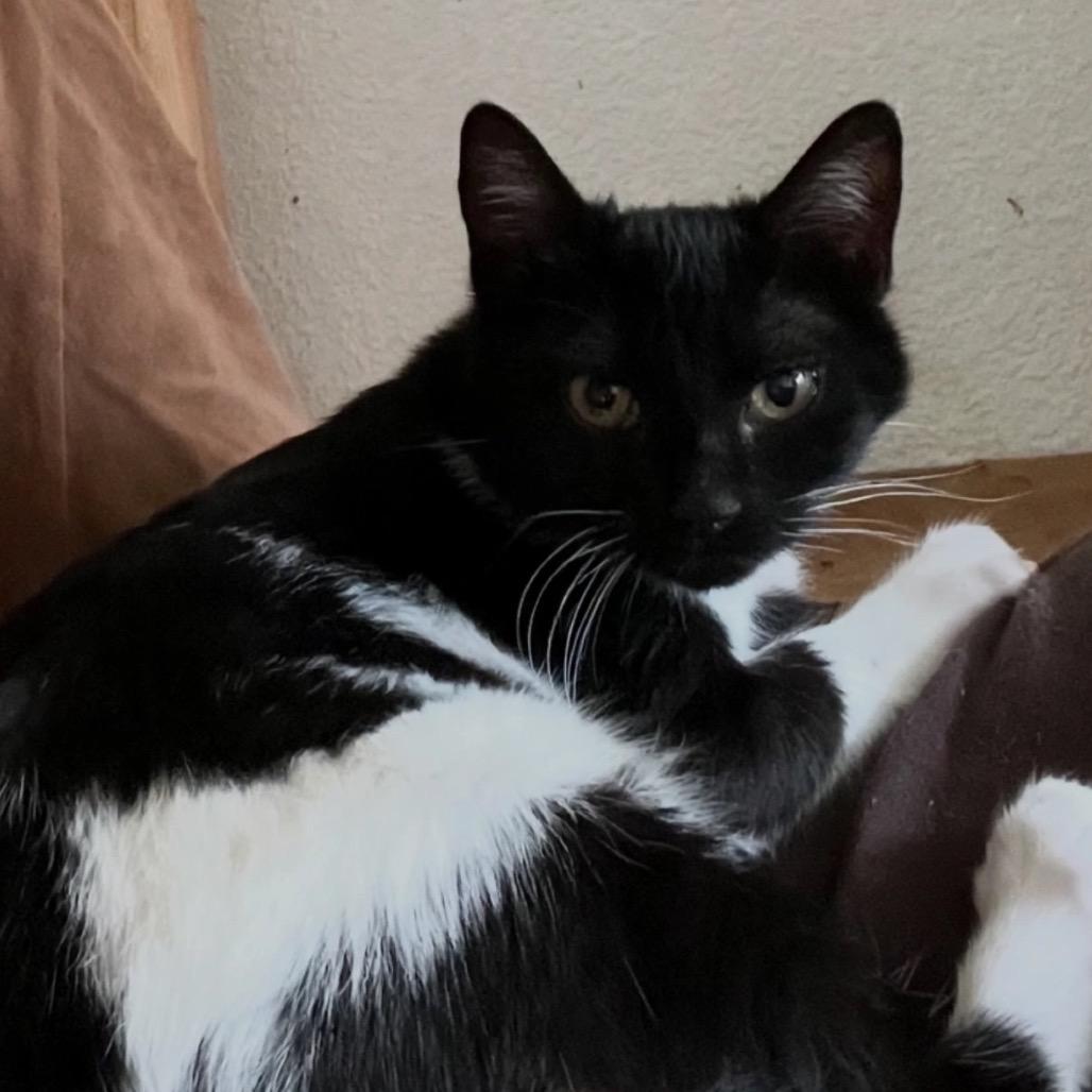 Enlarge Zelda, a Adoptable Domestic Short Hair in Cathlamet, WA image 2/5