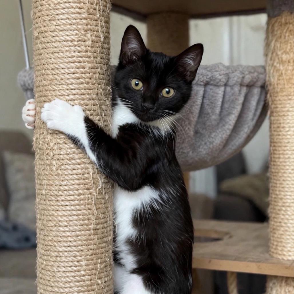 Enlarge Zelda, a Adoptable Domestic Short Hair in Cathlamet, WA image 3/5