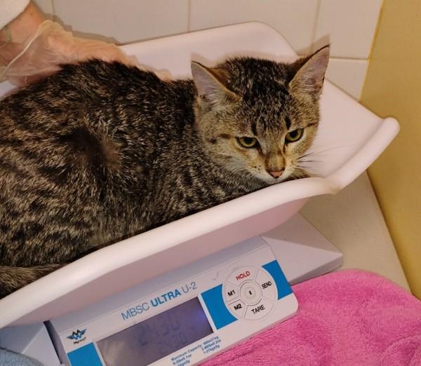 Enlarge Julian, a Adoptable mixed breed in Sechelt, BC image 2/2