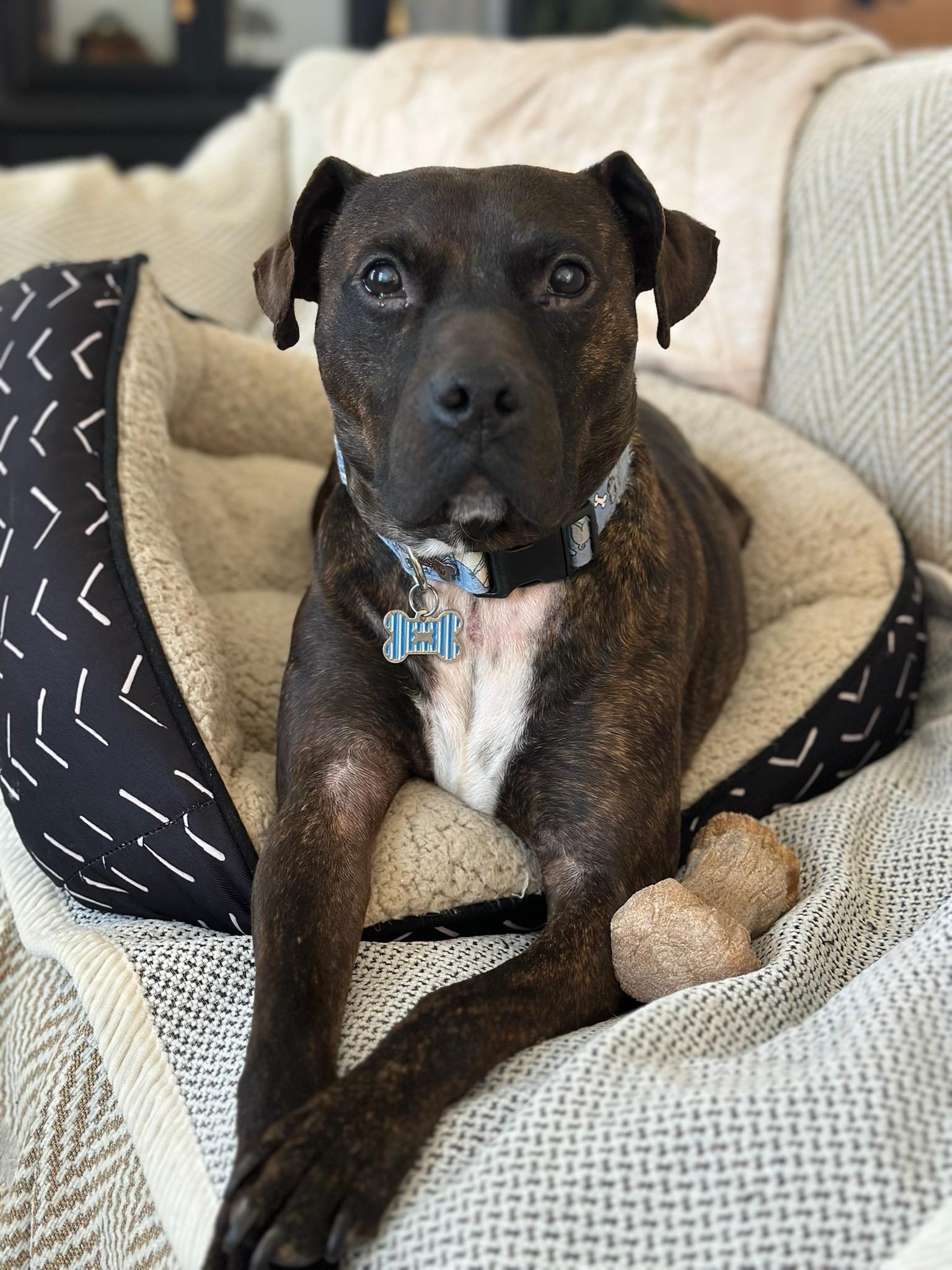 Chico - Turnkey Sweetheart!!!