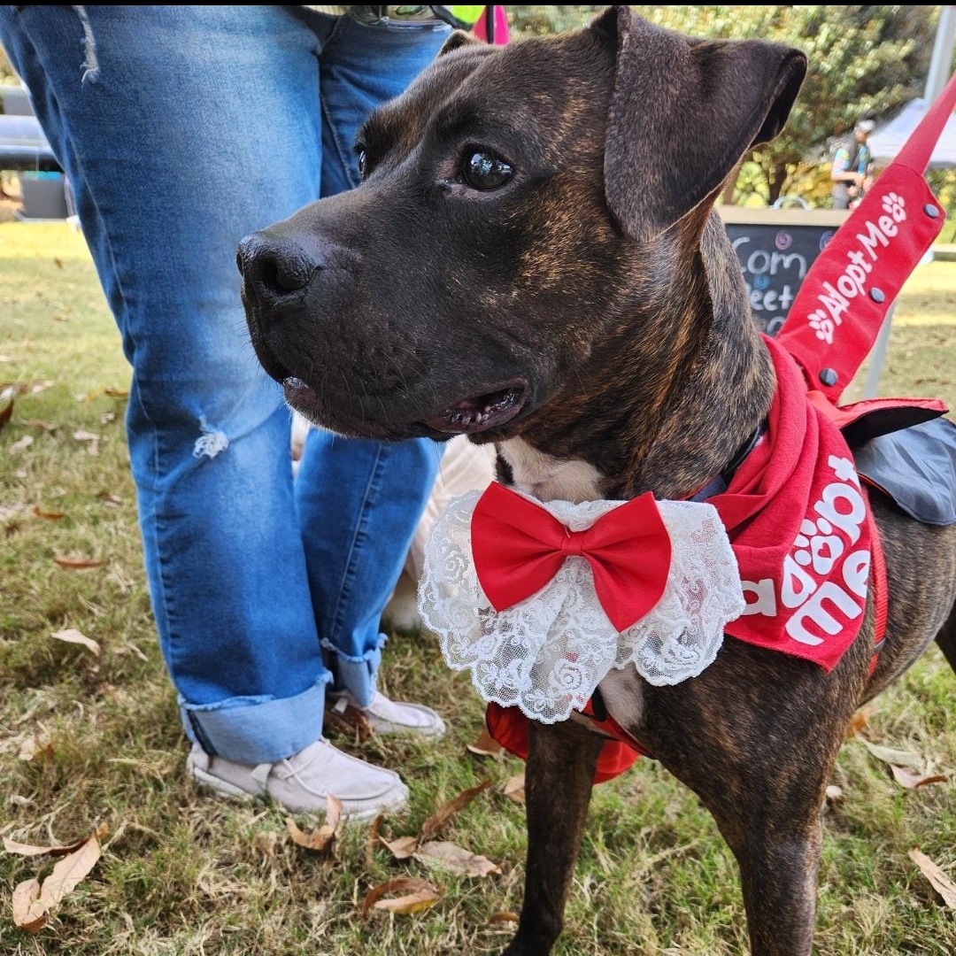 Chico - Turnkey Sweetheart!!!