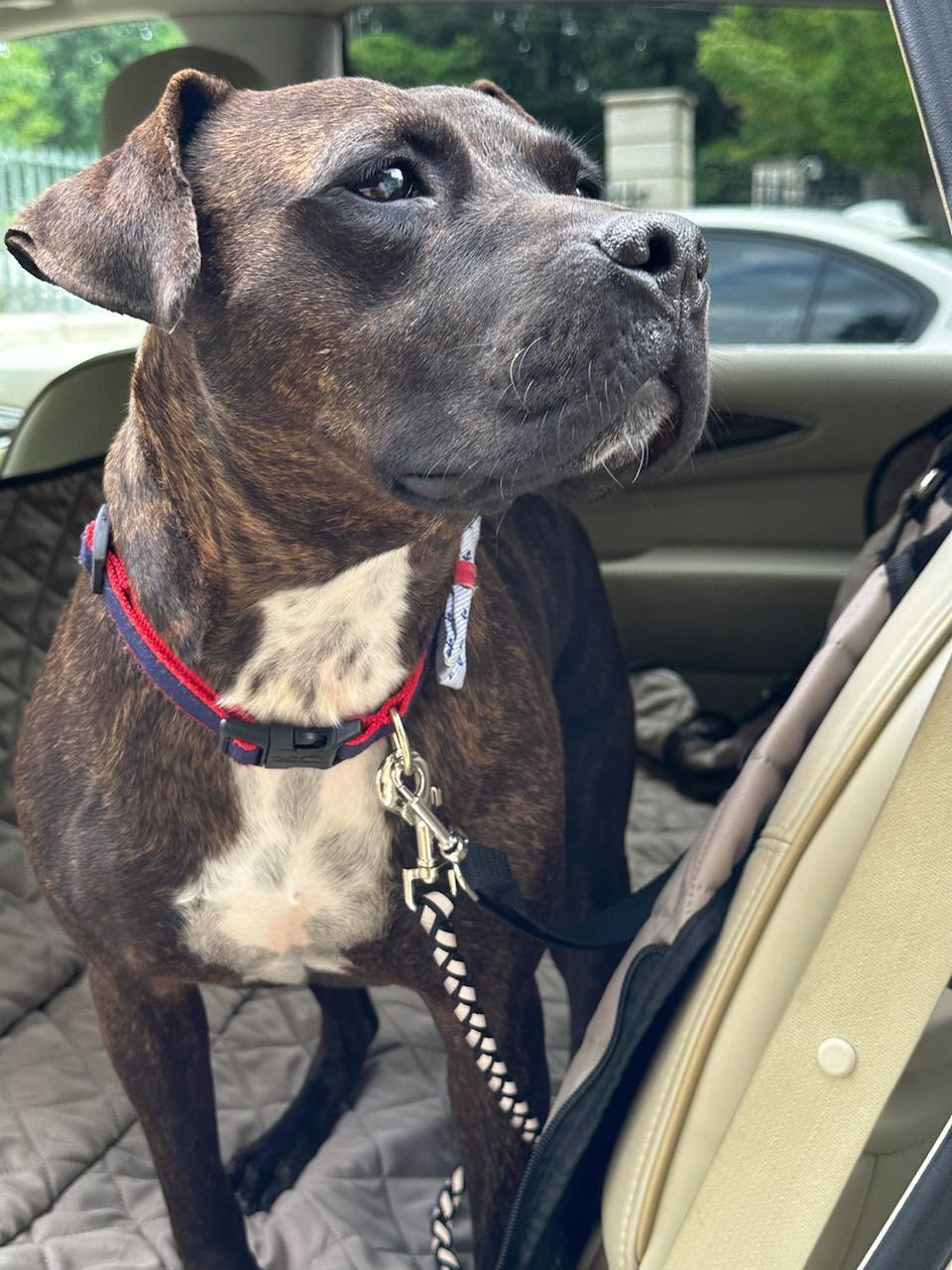 Chico - Turnkey Sweetheart!!!