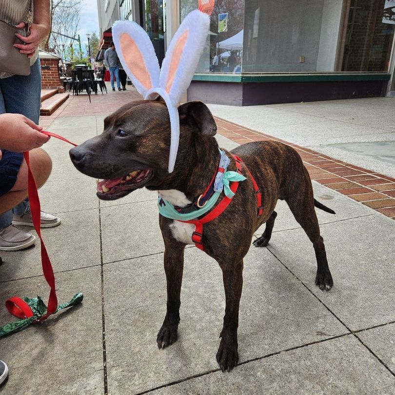 Chico - Turnkey Sweetheart!!!