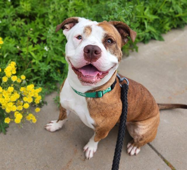 PRINCESS, Adoptable, Young Female Pit Bull Terrier & Mixed Breed.