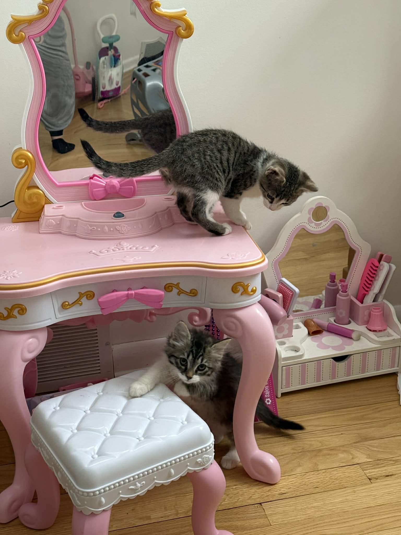 Enlarge Bell and Chip , an adopted Domestic Medium Hair in Johnstown, NY image 3/6