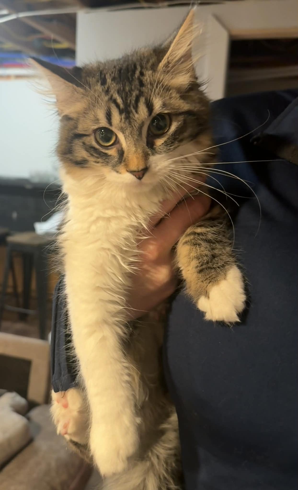 Enlarge Bell and Chip , an adopted Domestic Medium Hair in Johnstown, NY image 4/6