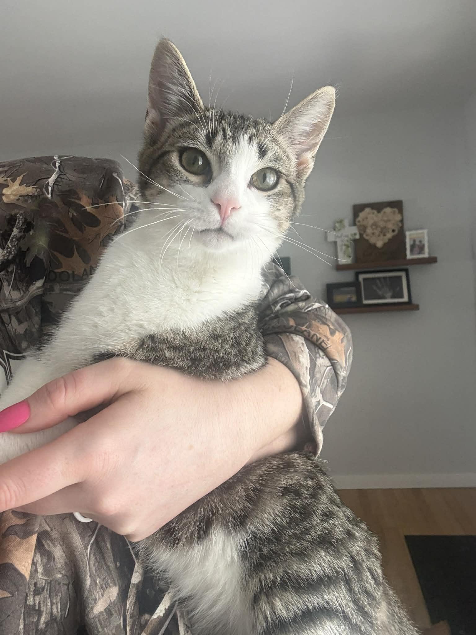 Enlarge Bell and Chip , an adopted Domestic Medium Hair in Johnstown, NY image 6/6