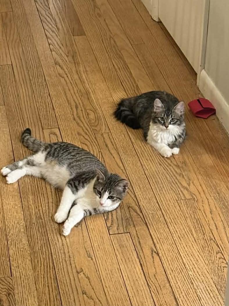 Enlarge Bell and Chip , an adopted Domestic Medium Hair in Johnstown, NY image 1/6