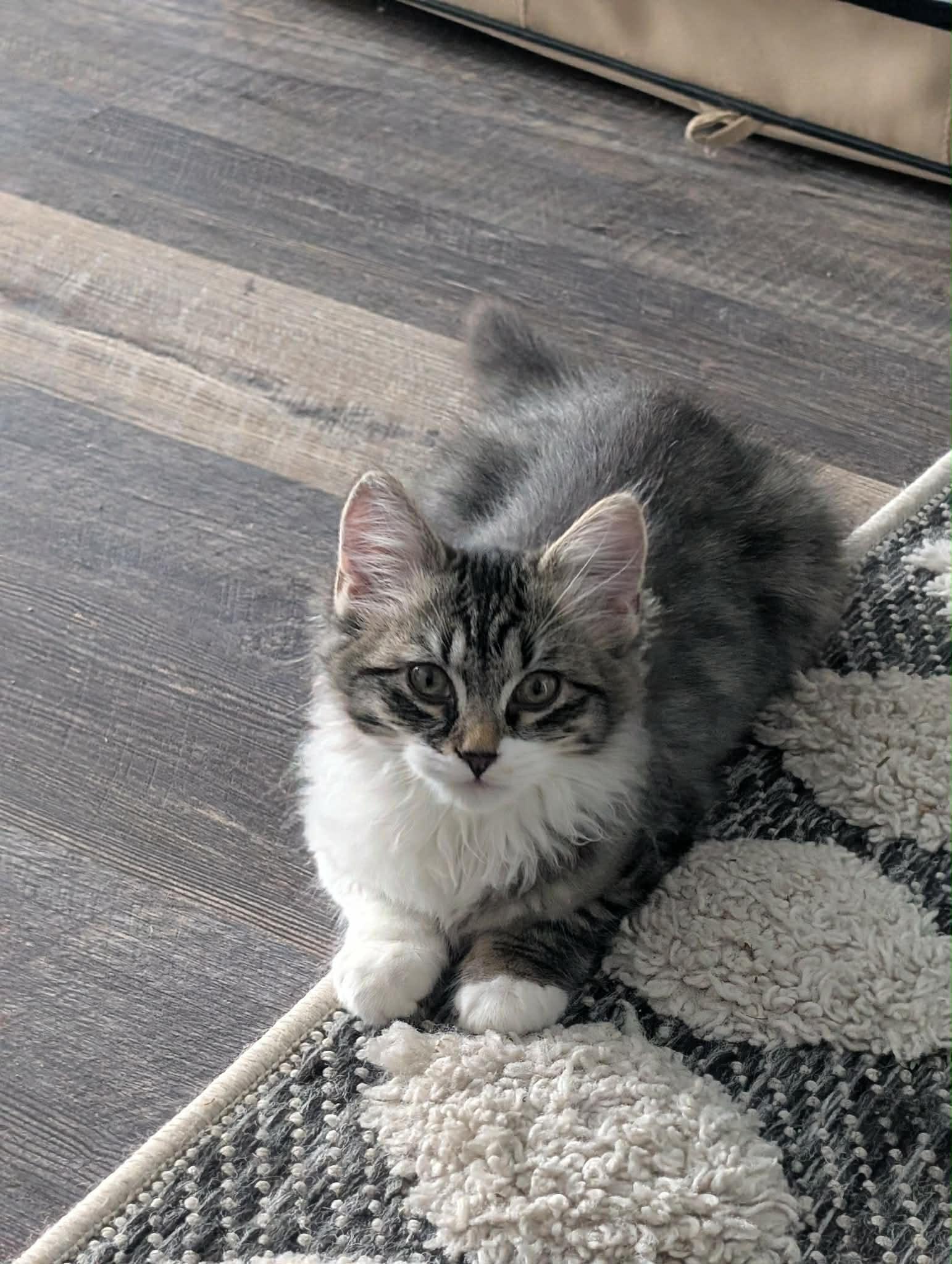 Enlarge Bell and Chip , an adopted Domestic Medium Hair in Johnstown, NY image 2/6