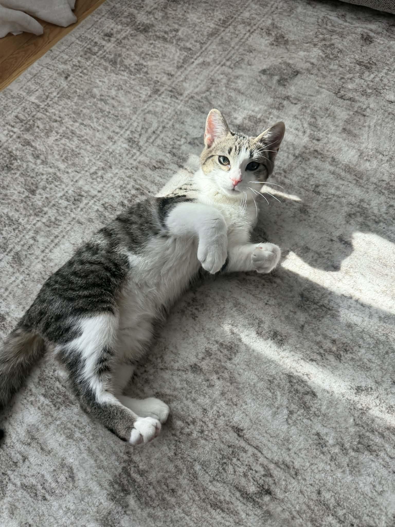 Enlarge Bell and Chip , an adopted Domestic Medium Hair in Johnstown, NY image 5/6